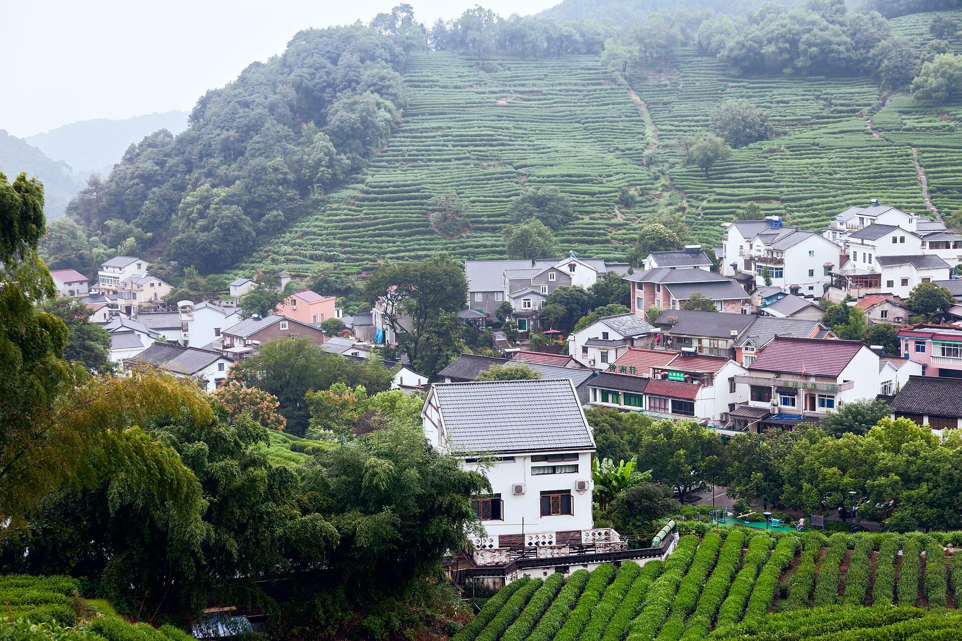 White farmhouses of Longjing village with terraced tea bushes climbing the green hills behind