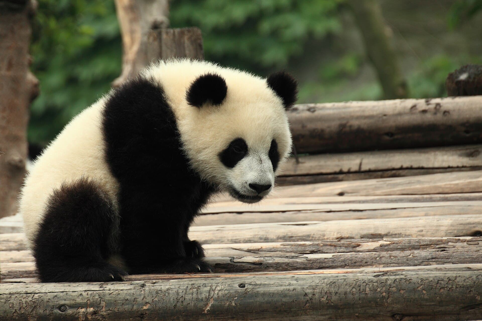A young giant panda lying on a wooden platform and looking at the camera, at the Chengdu Research Base of Giant Panda Breeding
