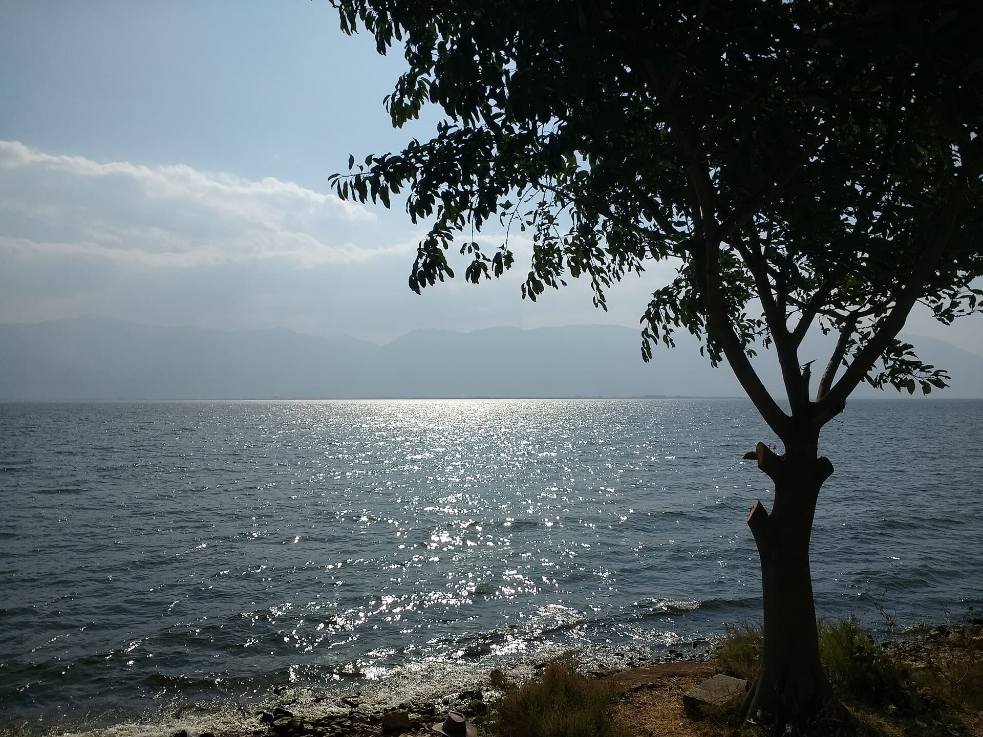 A lone tree on the shore of Erhai Lake, with sunlight on the water and the far shore hazy behind
